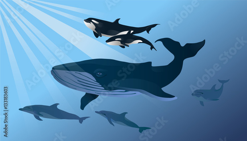 Photography Ocean animals