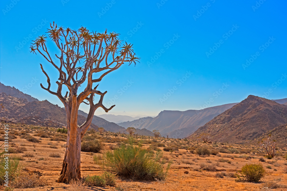 Kokerboom Tree in Arid Valley Richtersveld