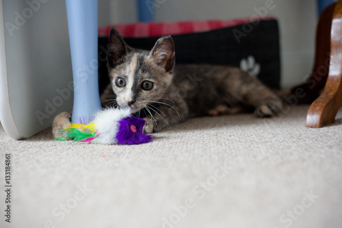 Photos Scruffy Cat