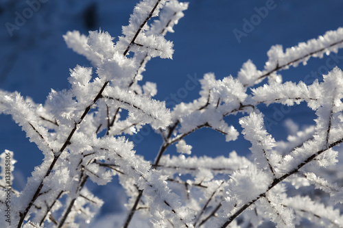  white crystals of frost on the branches © anatoliil