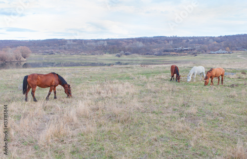 four horses on the meadow