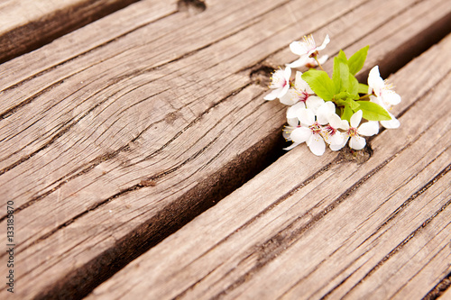 spring fruit flowers on wooden board. spring background.