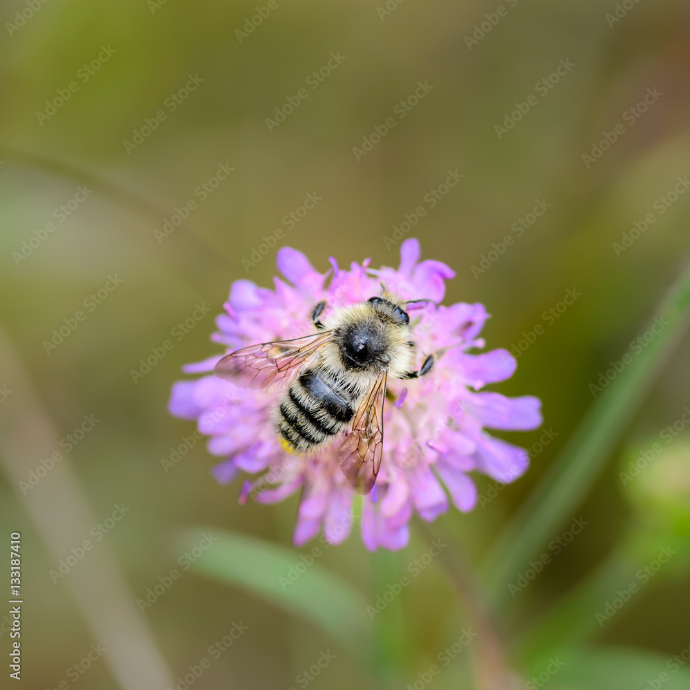 Wild bee pollinate flower of the knautia Wild bee pollinate flower of the knautia