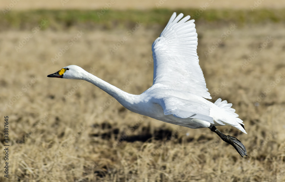 Naklejka premium 飛ぶ白鳥