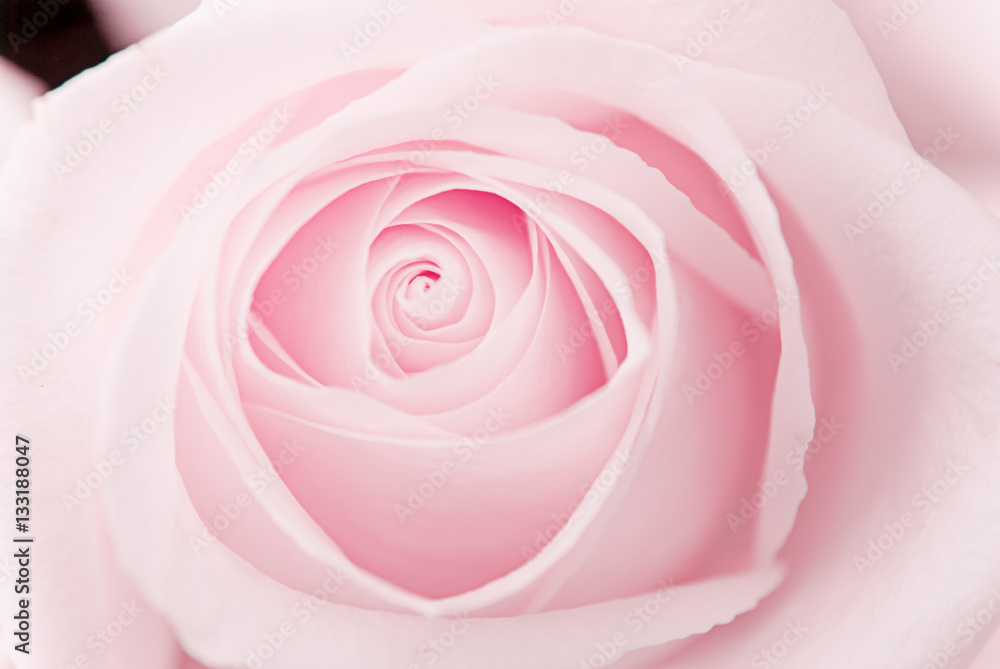 Obraz premium Beautiful pink roses 