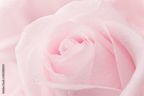 Beautiful pink roses  © Vasilev Evgenii