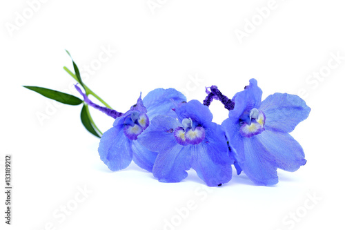 Canvas-taulu delphinium on a white background