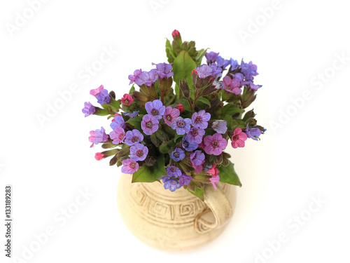 lungwort in a vase on a white background