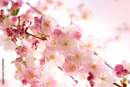 pink sakura flowers in the park