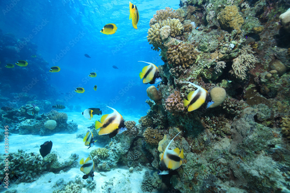 Obraz premium Tropical coral reef