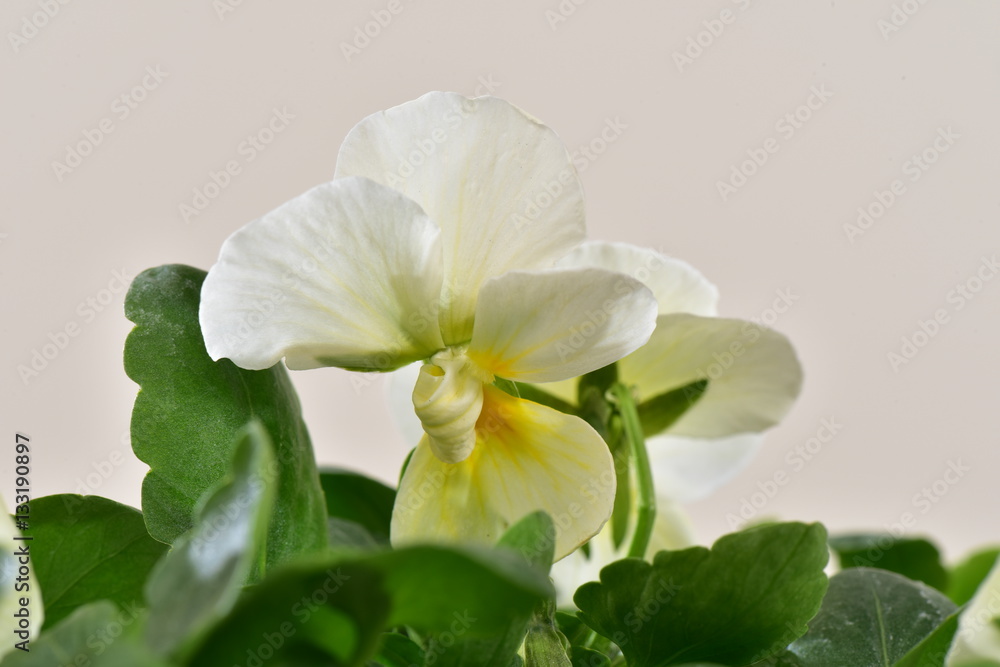 Obraz premium ヴィオラのアップ