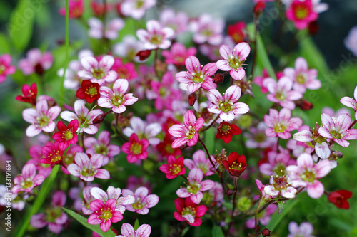  pink saxifrage in the garden © perfidni1