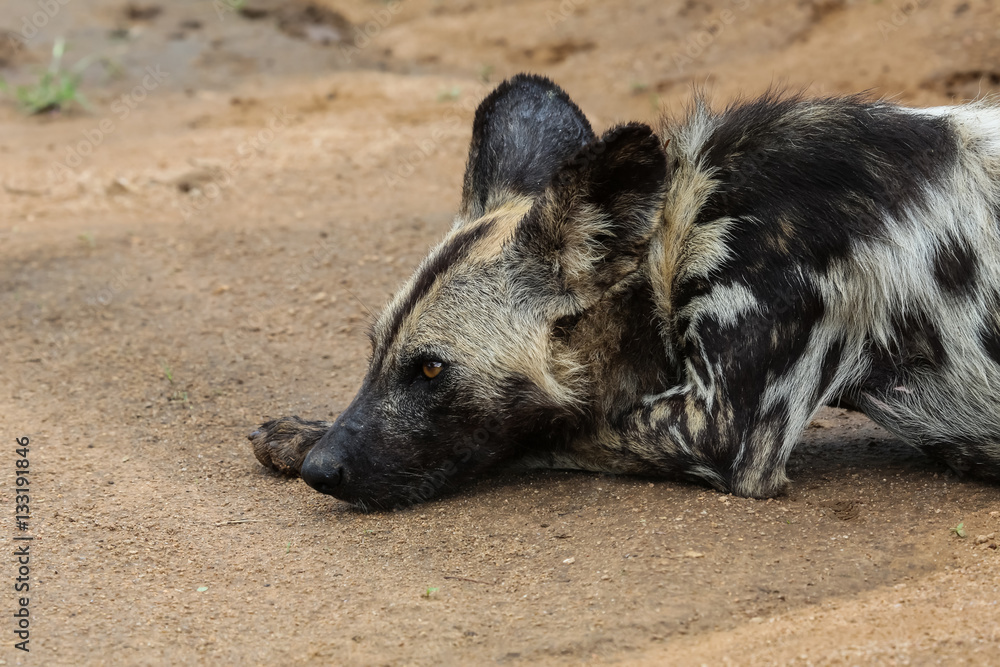 African wild dog resting, laying down head, Kruger National Park, South Africa African wild dog resting, laying down head, Kruger National Park, South Africa