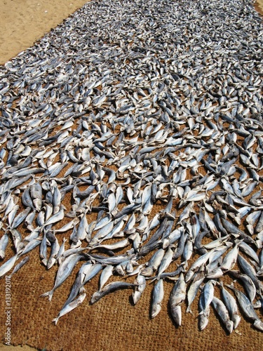 Fischmarkt in Negombo / Sri Lanka photo