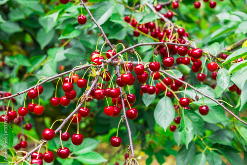 Kirschbaum voller roter Kirschen