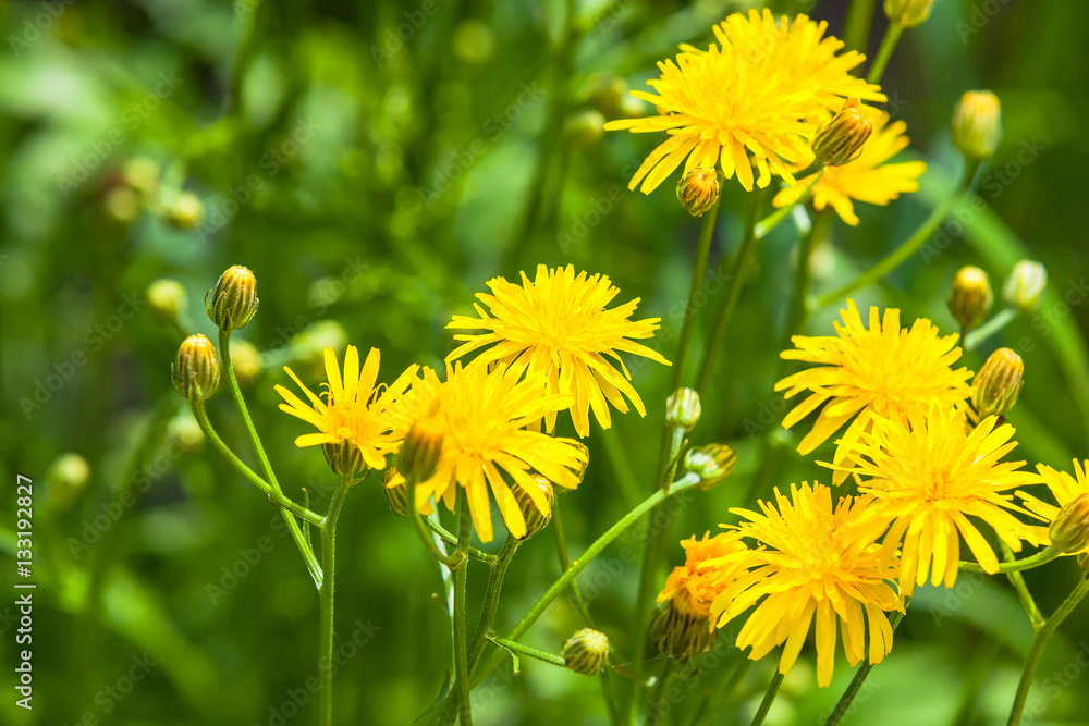 Obraz premium viewf of a spring meadow and yellow flowers