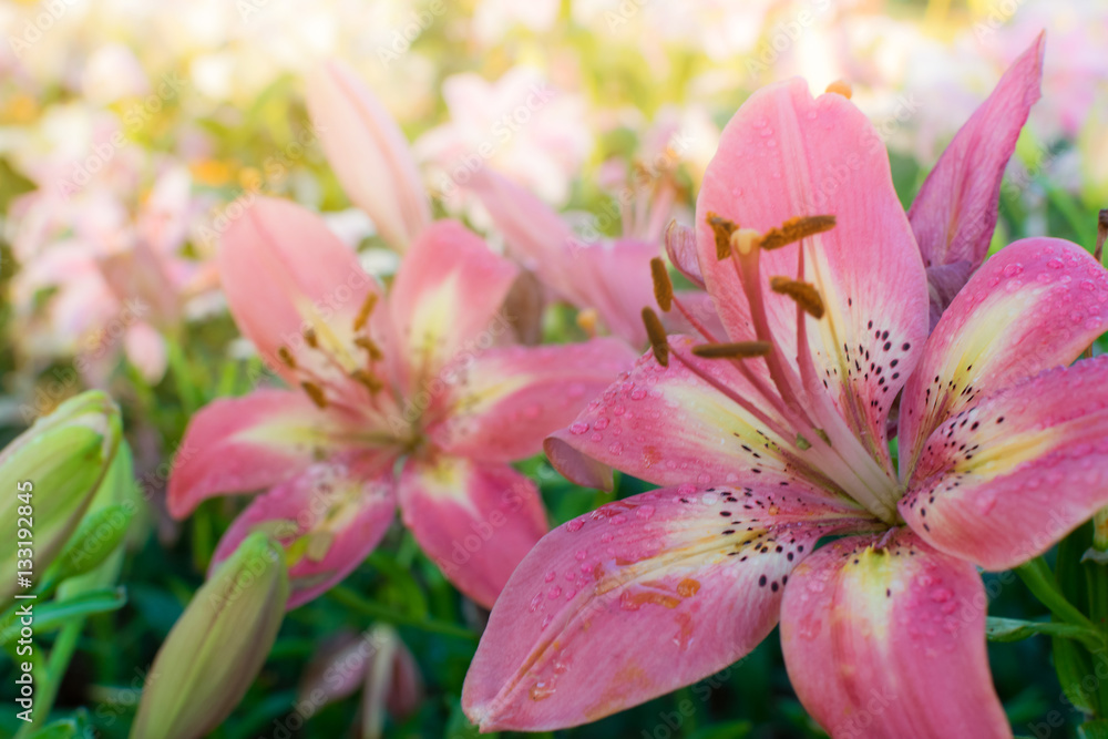 Fototapeta premium exotic pink flower in a garden in the summer morning.