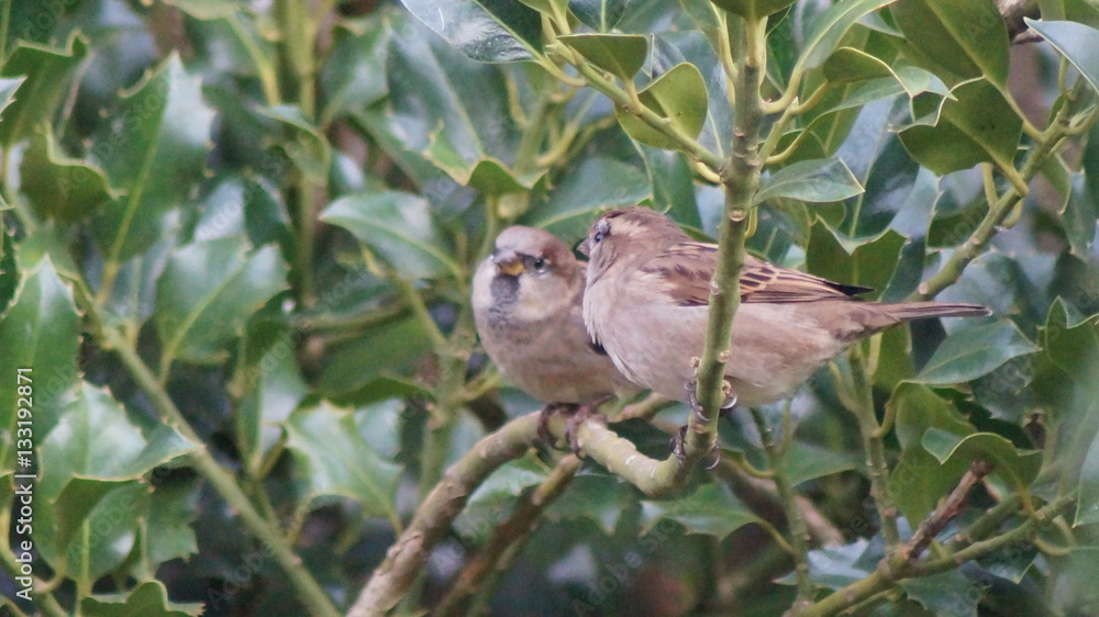 Obraz premium Sprechende Vögel