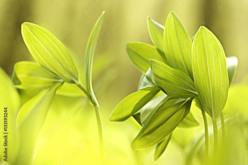 Obraz premium Young Polygonatum multiflorum in the forest