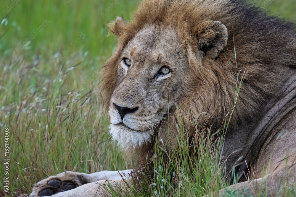 Fototapeta premium Portrait of impressive male Lion resting in the grass, Kruger National Park, South Africa