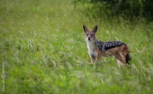 Black backed jackal watching in the green grassland, Kruger National Park, South Africa © Uwe Bergwitz