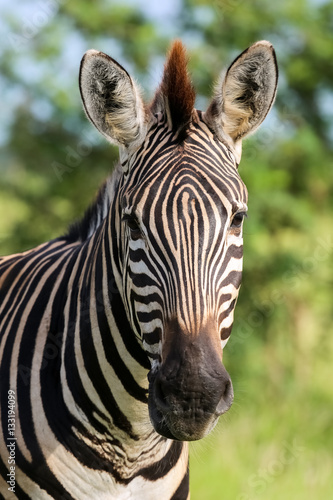 Portrait of zebra in the green grassland  Kruger National Park  South Africa