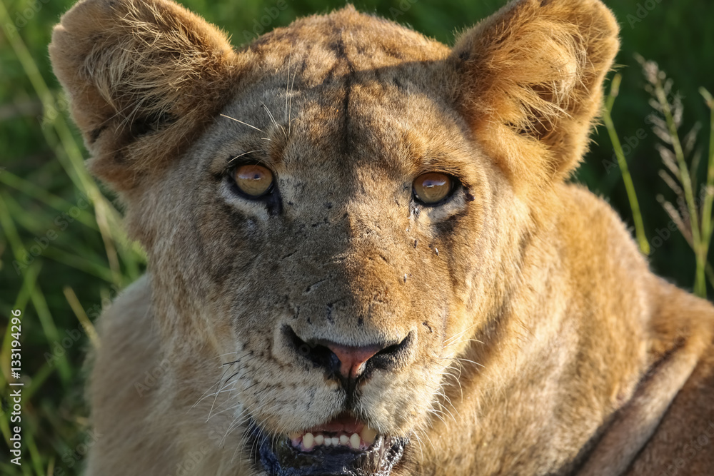 Obraz premium Close up Portrait of lioness, Kruger National Park, South Africa