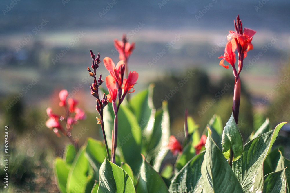 Red flowering Canna plants in late summer