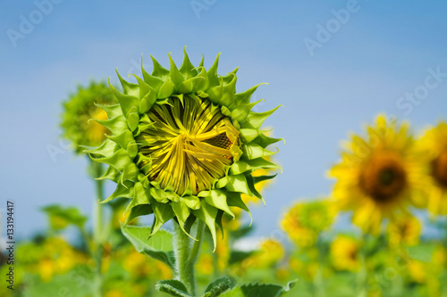 Budding sunflower in the summer field. Yellow sunflower bud before blooming. Beautiful young sunflower in the field.