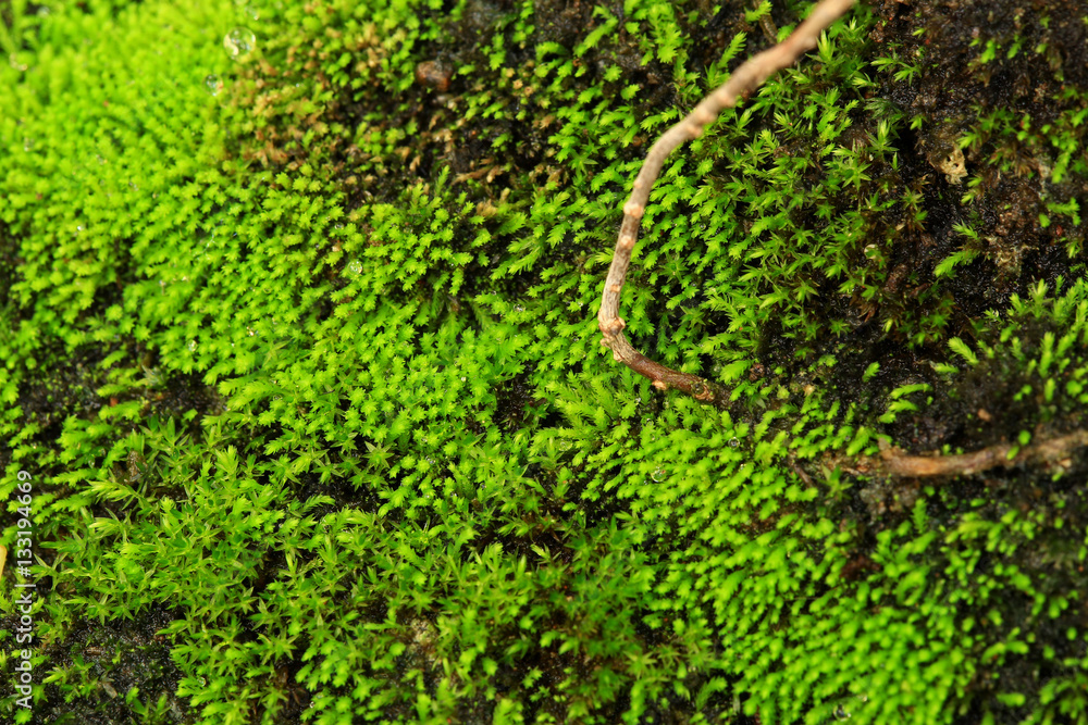 Plants and moss plant in pot Plants and moss plant in pot