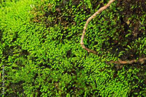 Plants and moss plant in pot