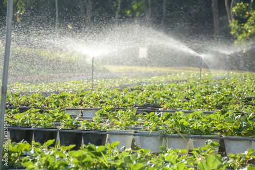 Strawberry fields with irrigation systems in Chiangmai ,lthailand