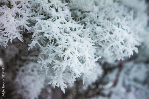 pine branch in the snow in winter. nature background