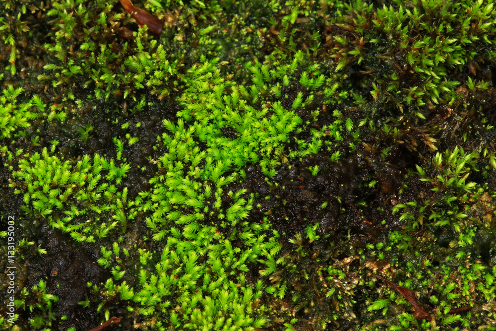 Plants and moss plant in pot