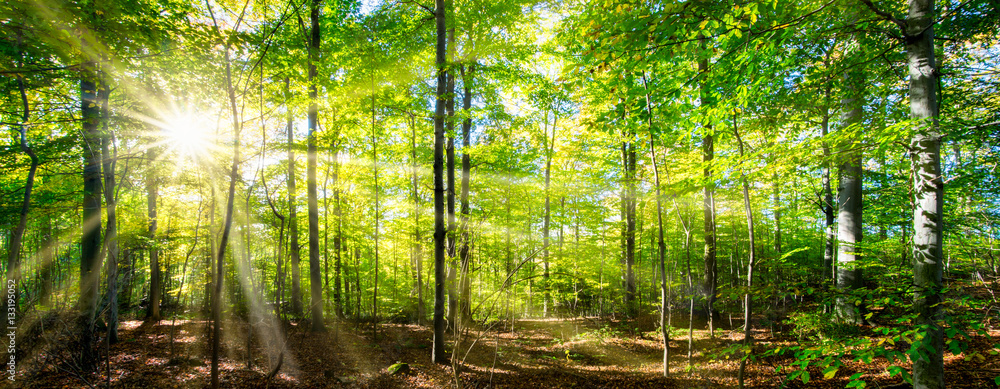 Fototapeta Zielony wiosenny las rozświetlony blaskiem słońca