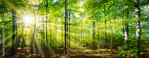 Grüner Wald im Frühling und Sommer