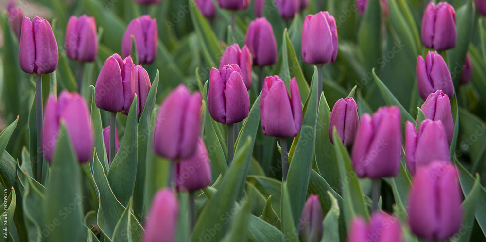 Obraz premium tulips