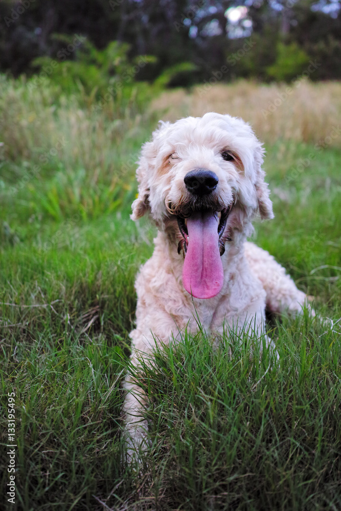 Happy dog smiling in the meadow. Dog with a long tongue and joyful expression posing in long grass. Portrait of a beautiful blonde dog in the nature.