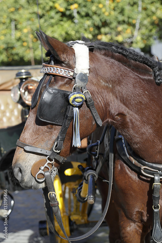 Horse carriage in Seville, Spain © Raquel Pedrosa