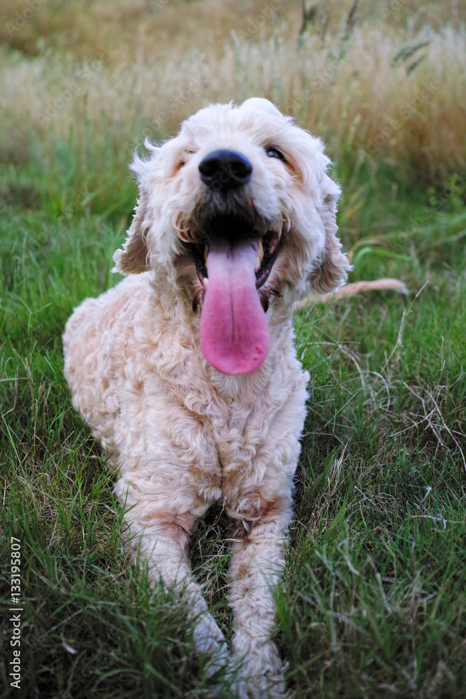 Happy dog smiling on the meadow. Smiling puppy with long tongue.