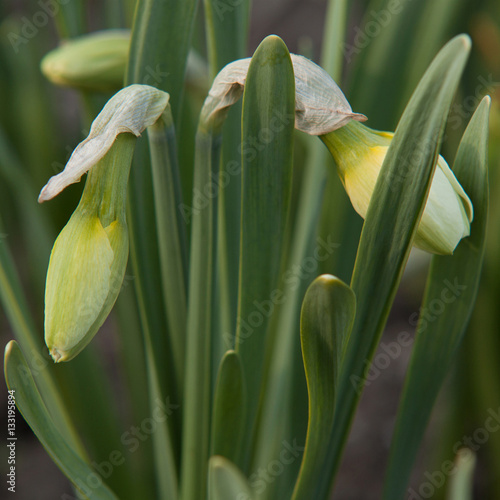 Foto buds of the narcissus