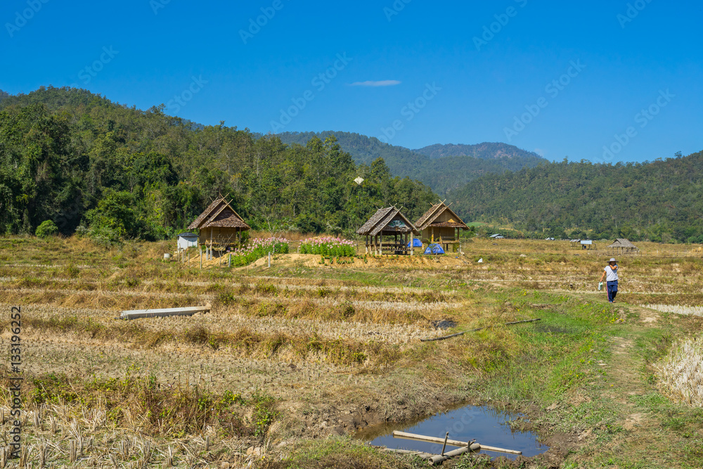 Wood hut in rice field countryside in Pai, Thailand