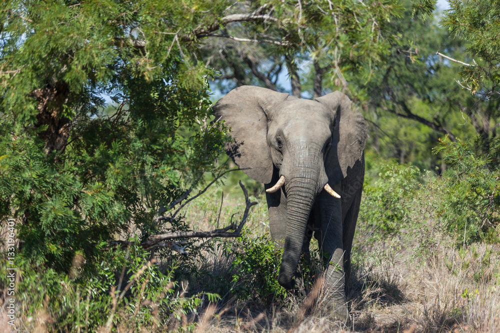 An elephant walks from the bush.