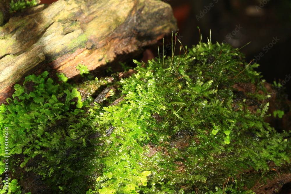 Obraz premium Plants and moss plant in pot