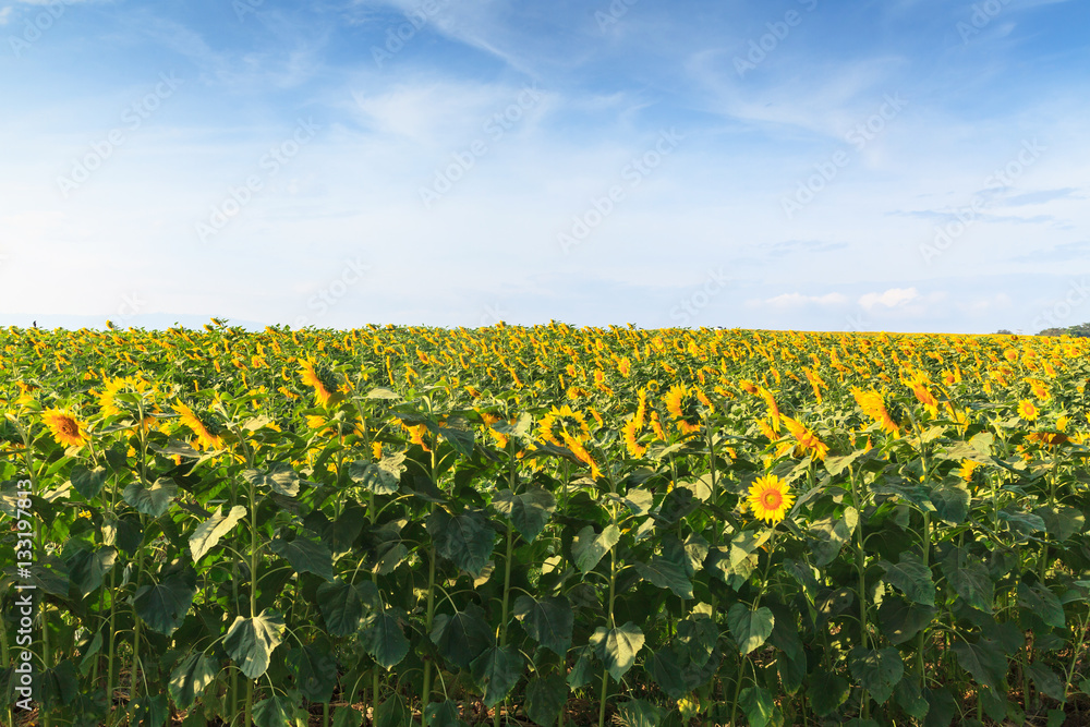 Fototapeta premium Wonderful view of sunflowers field under blue sky, Nature summer