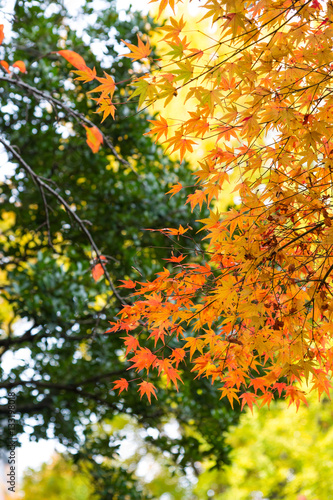 the beautiful autumn color of Japan maple..leaves on tree  yello