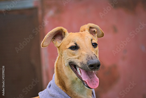 Portrait of a brown greyhound outdoor  © nikidericks