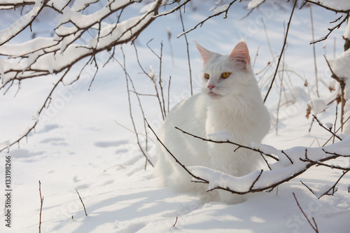 Maine Coon white cat in the wild snow