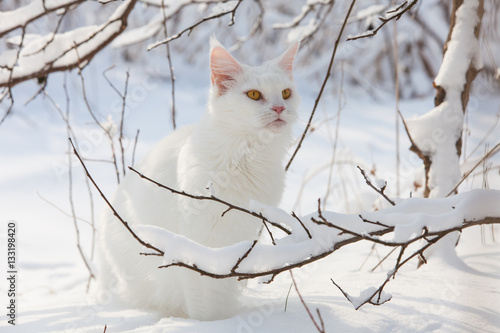 Maine Coon white cat in the wild snow