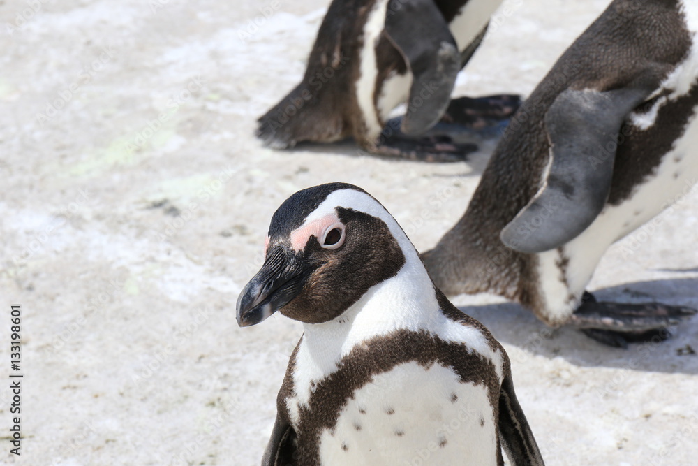 Naklejka premium Porträt Pinguin